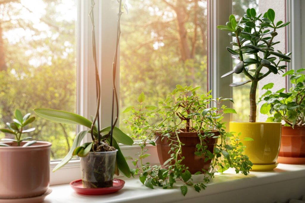 cuidar das plantas em casa