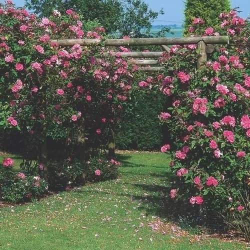Rosa trepadeira em pergolado de madeira
