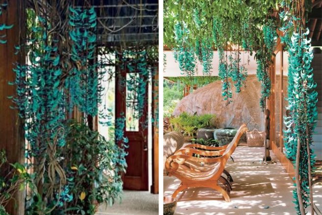 pergolado de madeira com plantas JADE