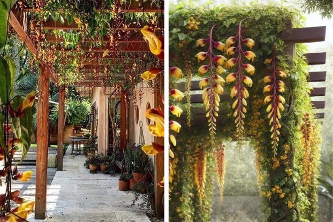 pergolado de madeira com plantas sapatinho de judeu