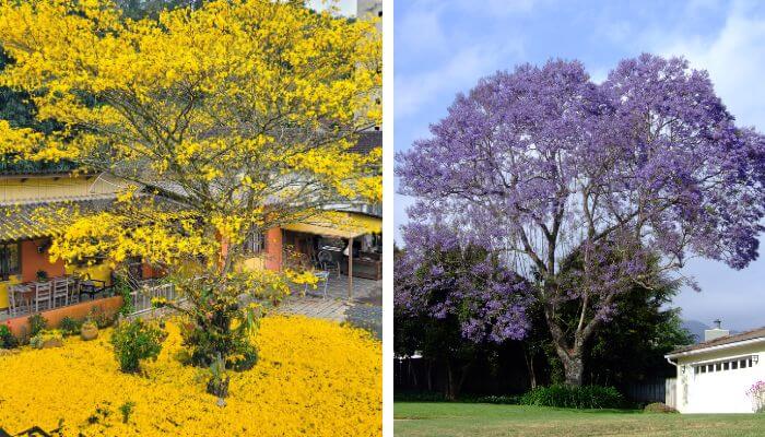 Árvores Ideais para jardim rustico