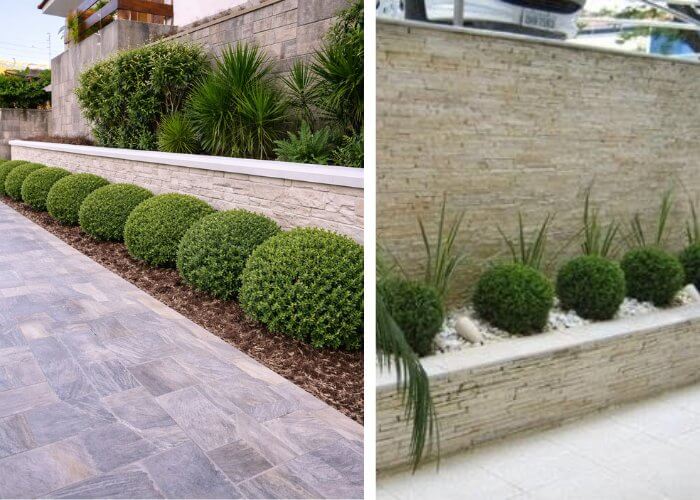 Buxinho plantado em canteiro de muro com arbustos podados em formato arredondado no paisagismo