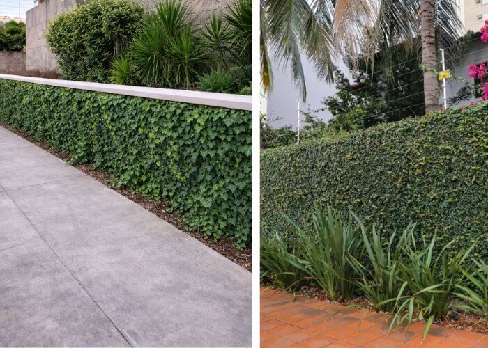 hera em canteiro de muro no paisagismo