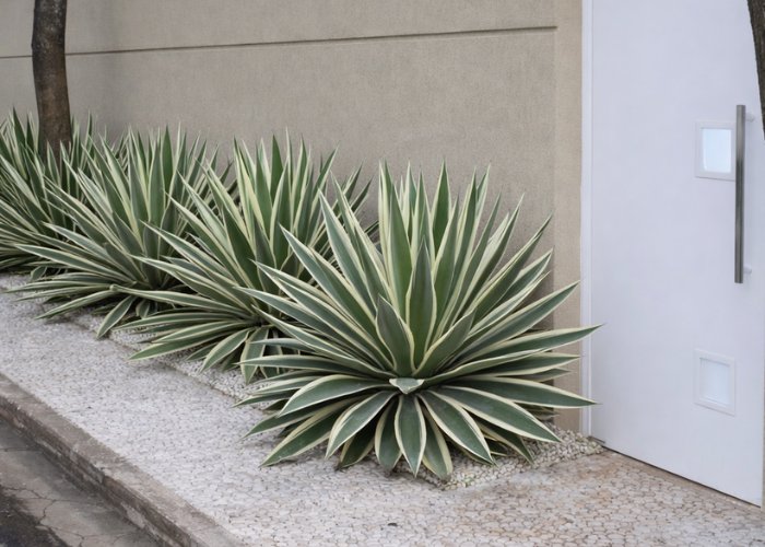 Agave plantado em canteiro ao longo do muro com visual moderno