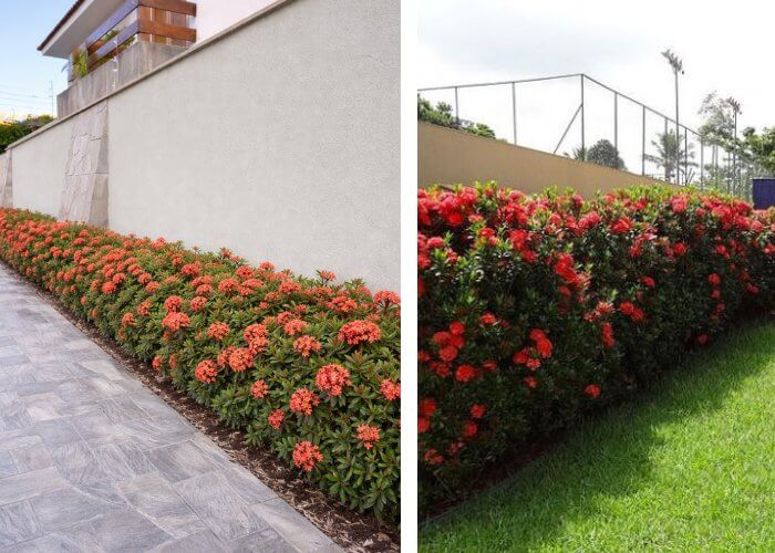 Ixora plantada em canteiro de muro com flores vermelhas formando cerca viva ornamental
