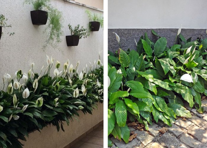 Lírio-da-paz plantado em canteiro de muro com folhas verdes e flores brancas