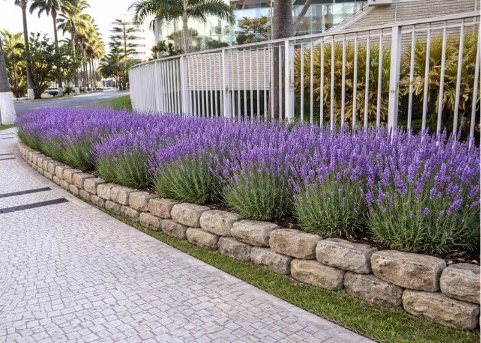 Lavanda plantada em canteiro ao longo do muro com flores roxas ornamentais