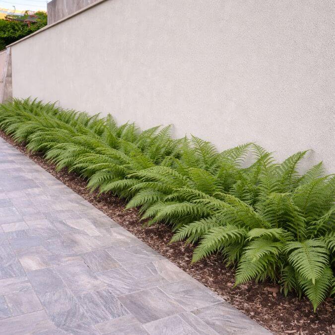 Samambaias plantadas em canteiro de muro formando borda verde ornamental no paisagismo