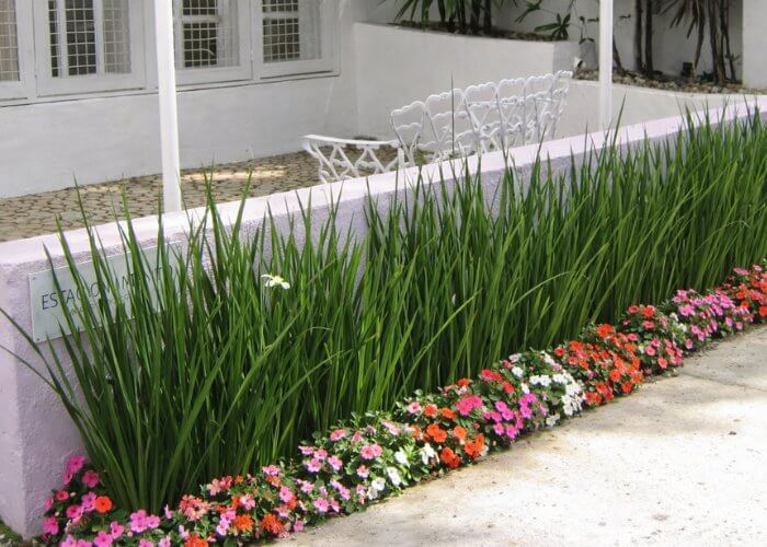 Moreia plantada ao longo do muro formando canteiro ornamental com folhas verticais